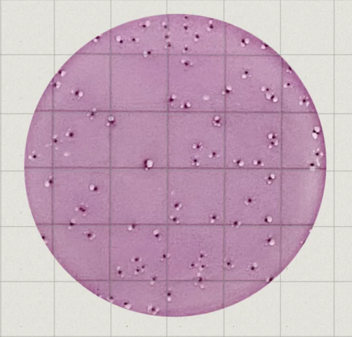 MicroFast Coliform Count Plate