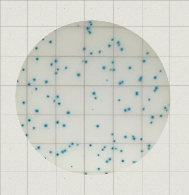 MicroFast Premium Yeast & Mold Count Plate